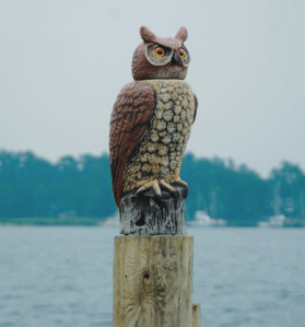 Owl sitting on post